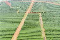 《茶场形高质更高》