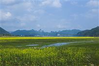 《花开湿地春意浓》