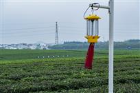 《物理防虫茶更醇》