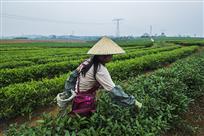 《左右开弓采春茶》