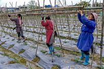 组照4-4《人勤春早 》