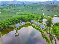 美丽的万古茶园