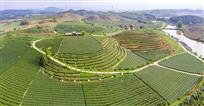 《鸟瞰万古茶园美景》