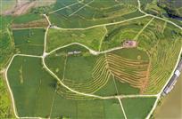 《腑眺万古茶园》