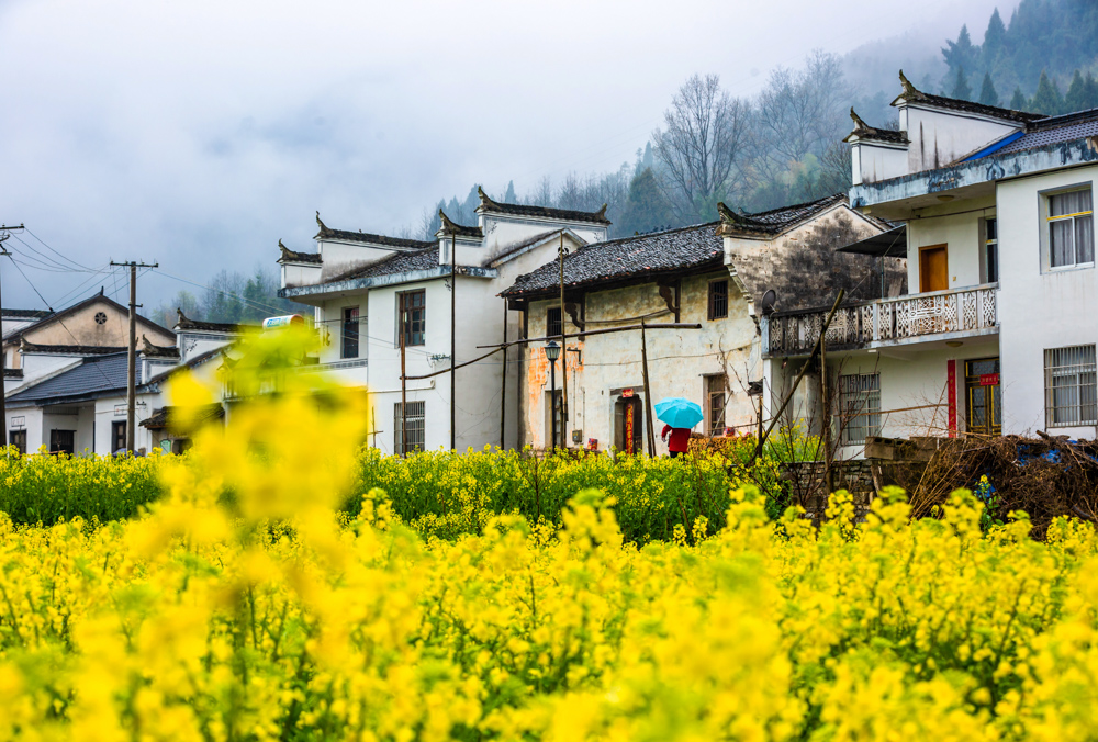拍摄地点: 安徽池州市,石台县七都镇高路亭村村  拍摄时间: 2019-03