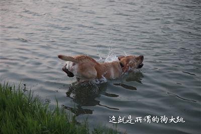 狗狗跳水