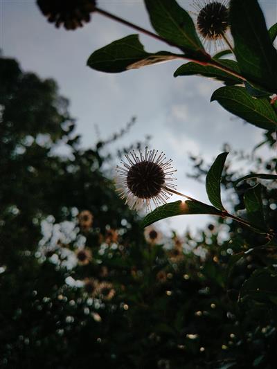 阳光下的绝美瞬间