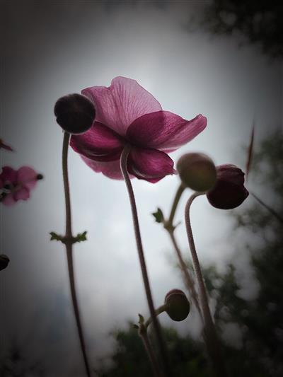 寒露花开