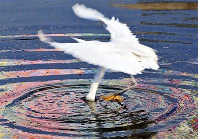 水上芭蕾舞