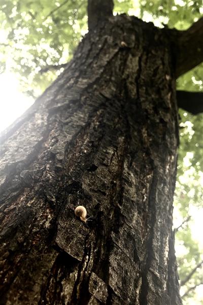 雨后蜗牛