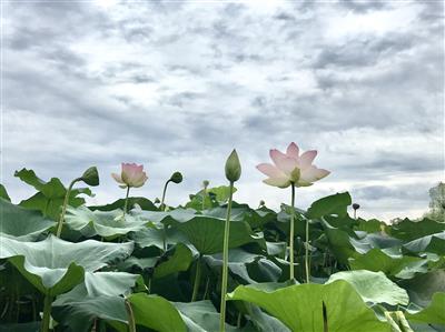 香远益清