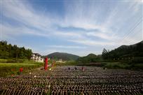 盛花村的黑木耳基地