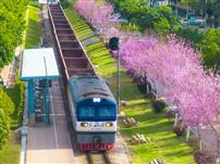 春樱裹径：滇越铁路的时光新章