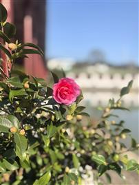 一花立庭前，远楼藏锦绣