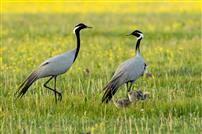 温馨的蓑羽鹤一家子