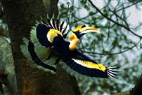 忙碌的双角犀鸟雄鸟