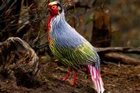 高山上的红宝石—血雉（丽江亚种））