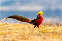 吉祥、美丽、华贵的火凤凰—红腹锦鸡