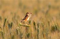 麦田守望者—棕扇尾莺