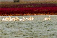 自带饭兜的鸟类—卷羽鹈鹕