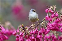 鸟语花香春意浓