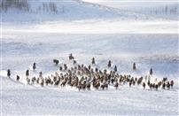 雪地奔马