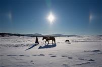 雪地牧马人