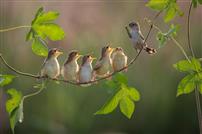 绿枝间的生命歌