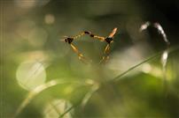 绿影间，姬蜂的浪漫爱恋