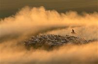 金辉里的白马牧歌