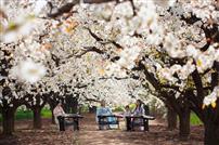 花林弦歌，绿动田园