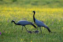 草原绿动，鹤伴新生