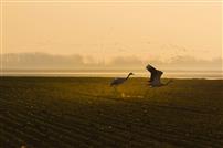 绿野鹤影，黄河湿地的生机