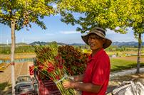 田园辣香丰收颜