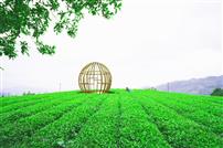 美丽茶园