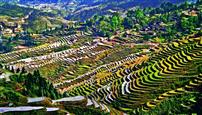 寨英梯田