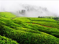 茶园雾绕