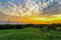 《 朝云荷畔》