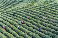 《茶园里的劳作》