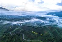 《茶海云雾伴虹飞》