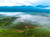 《空山新雨后》