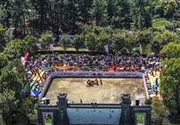 《丛林中的斗牛场》