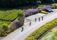 《骑行花田路》