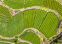 《春到高山茶园》