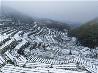 《梯田雪语》