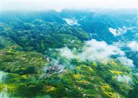 《田垄千层云脚边》