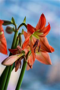 朱顶花开红艳艳