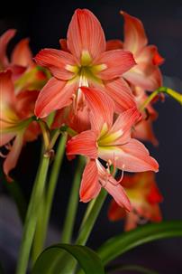 朱顶花开红艳艳