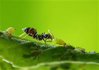 吸食蜜露的蚂蚁