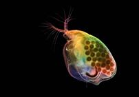 体内有卵的水蚤